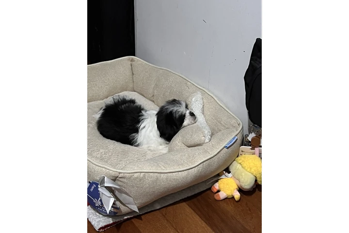 $600 : Perrita shitzu image 5