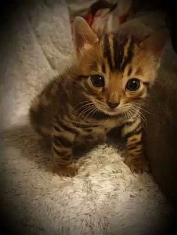 Adorable Bengal kittens for sa image 1