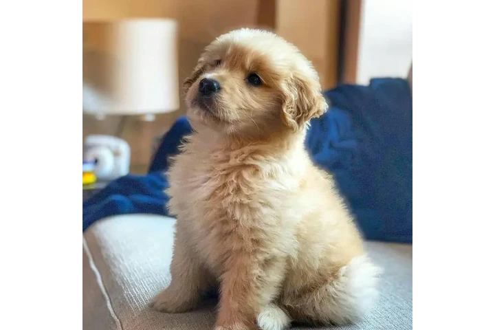 $600 : Golden retriever image 3
