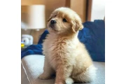$600 : Golden retriever thumbnail