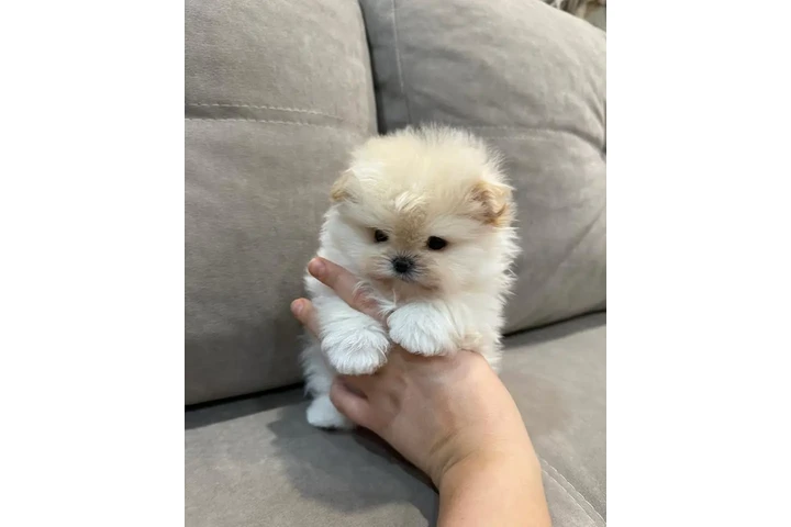 $350 : Cachorros de pomerania mini image 2