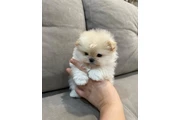 $350 : Cachorros de pomerania mini thumbnail