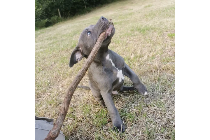 $350 : pitbull en venta image 3