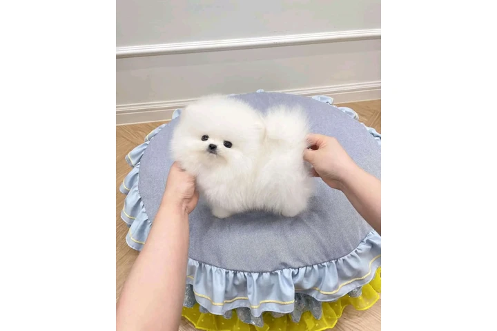 $300 : French bulldog and Pomeranian image 2