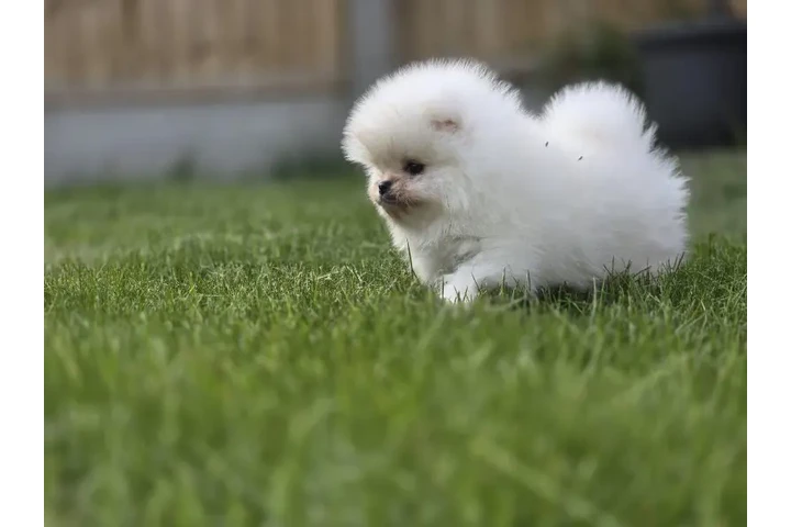 $410 : Super Pomeranian en venta image 2