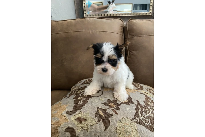 $500 : PERRITOS YORKIS MACHITOS image 2