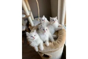 NSWTBA RAGDOLL KITTENS READY en Miami