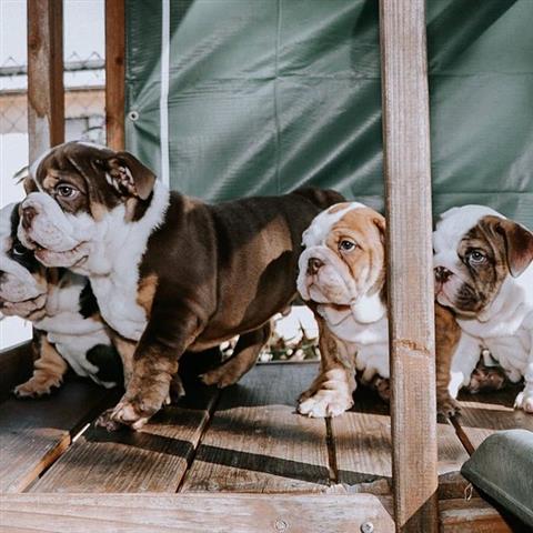 $500 : English Bulldog Puppies Akc image 4