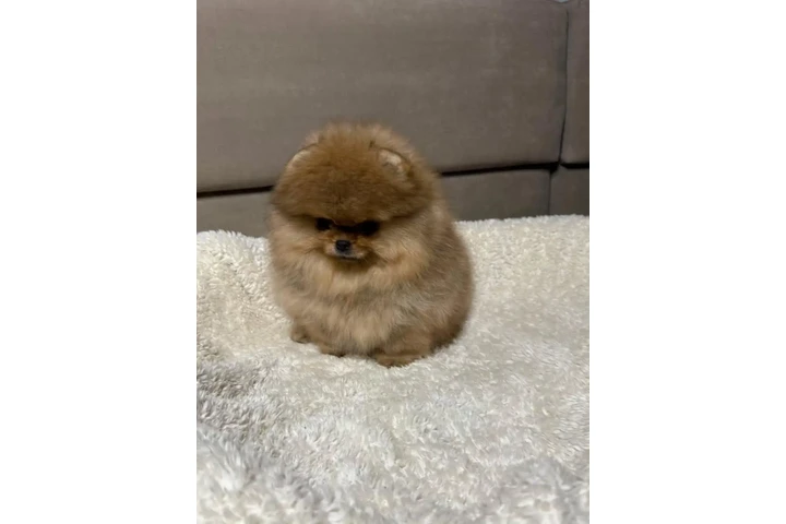 $350 : Pomerania en venta image 1