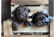 Toy Cockapoo for sale en Fort Lauderdale