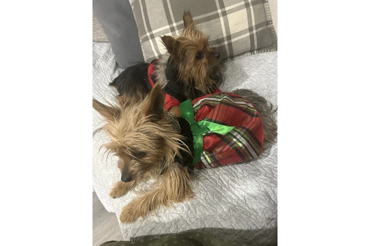 $650 : Yorkie niño  con vacunas image 5