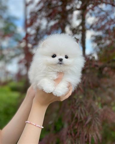 $350 : pomerania en venta image 1