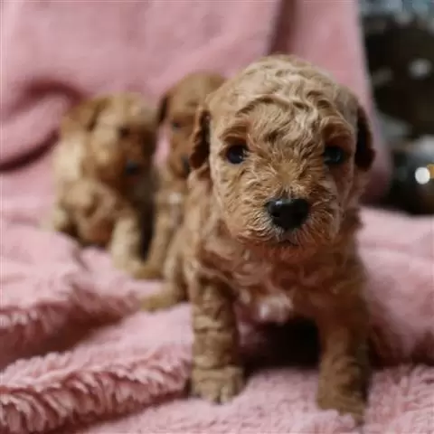 $600 : Quality Red toy poodle puppies image 2