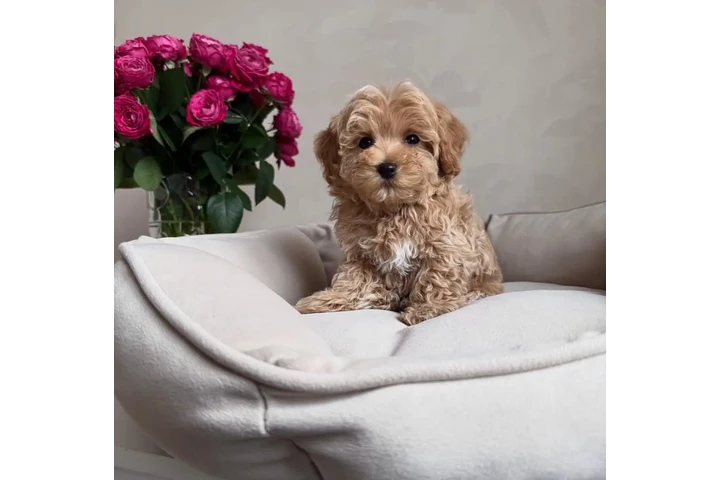 $400 : Adorable Maltipoo en Venta image 2