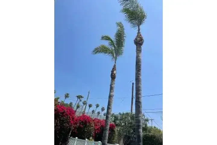 SERVICIO COMPLETO DE ÁRBOLES image 3