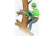 🌳TRIMMERS/PODADORES📍La Habra thumbnail