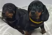 cachorros de Dachshund miniatu en Wilmington