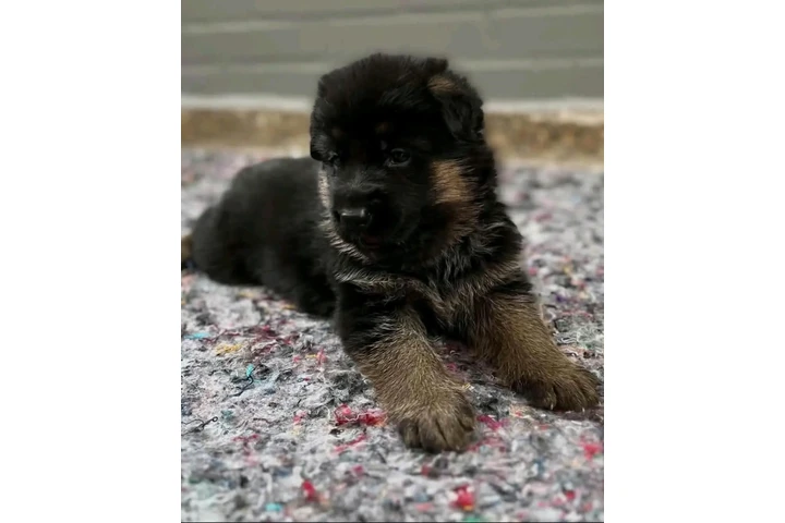 $350 : Cachorros de pastor alemán image 4