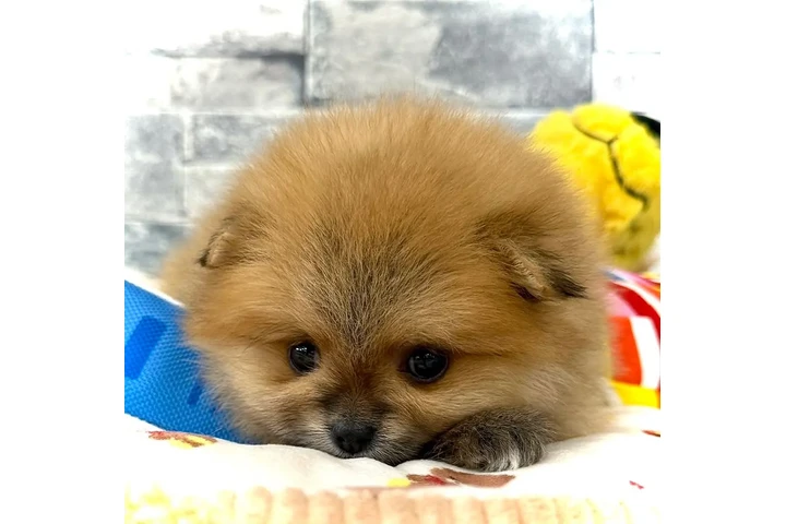$350 : Pomerania miniatura image 1