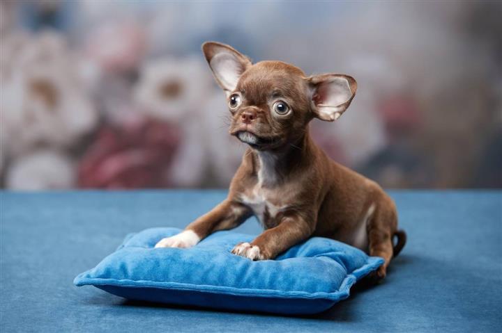 $220 : Male And Female Chihuahua Pupp image 1