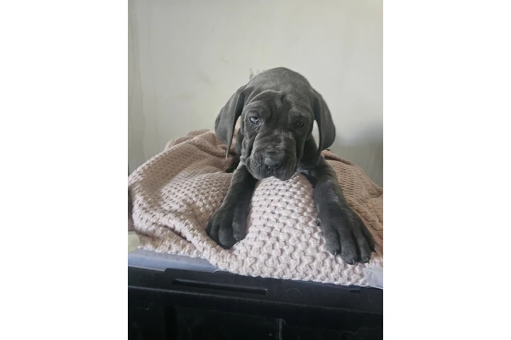 $600 : Cane corso image 9