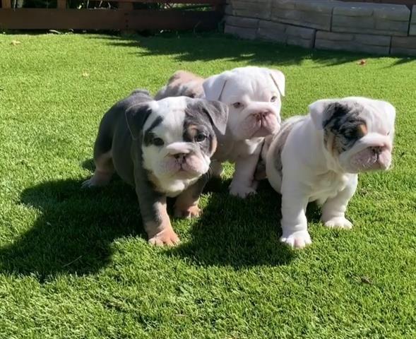 $500 : Cachorros de bulldog inglés image 1