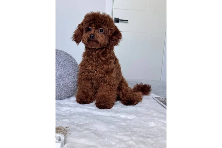 $350 : Lovely Maltipoo Puppies image 4