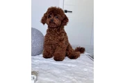 $350 : Lovely Maltipoo Puppies thumbnail