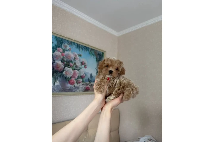 $350 : adorable Maltipoo image 3