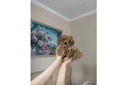 $350 : adorable Maltipoo thumbnail