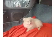 VENDO PERRITA POMERANIA thumbnail