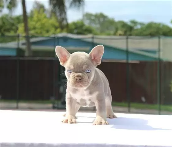$600 : French bulldogs image 2