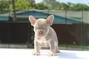 $600 : French bulldogs thumbnail