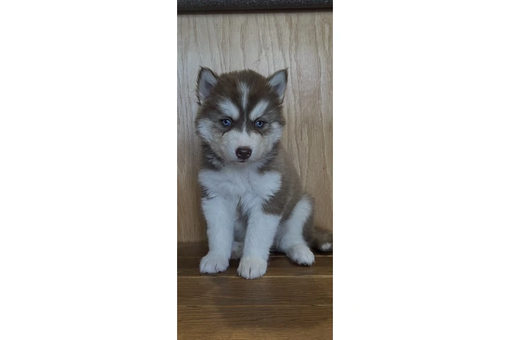 $400 : Siberian Husky Puppies image 4
