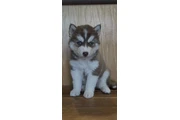 $400 : Siberian Husky Puppies thumbnail
