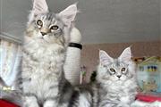 $600 : Gatitos Maine Coon thumbnail