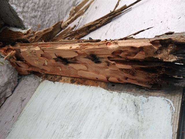 Esmys Termite Control image 4