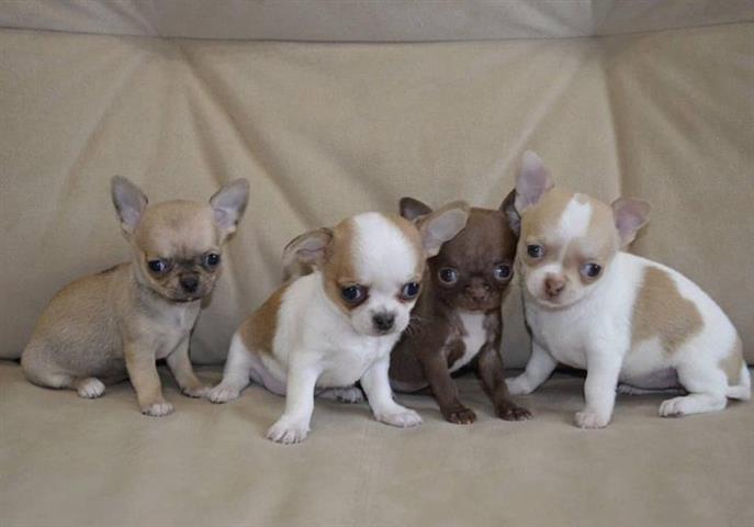 $500 : Chihuahua puppies image 1