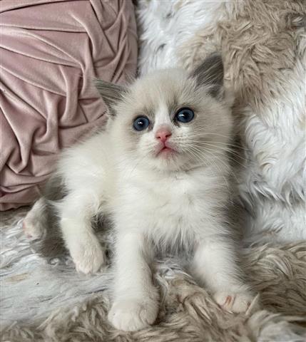 $260 : BSH kittens For sale image 1