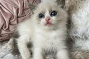 BSH kittens For sale en Long Island