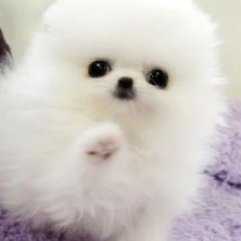 $250 : best  Pomeranians puppies image 1