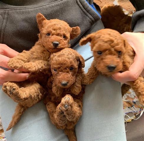 Cute Teacup Poodle Puppies image 1