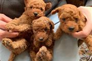 Cute Teacup Poodle Puppies en Hartford