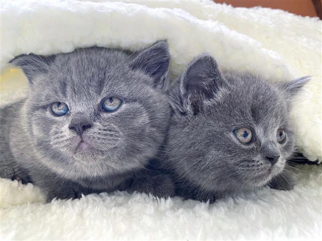 $400 : British Shorthair Kittens image 4