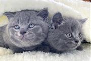 $400 : British Shorthair Kittens thumbnail