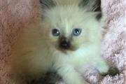 $500 : Lindos gatitos persas disp thumbnail