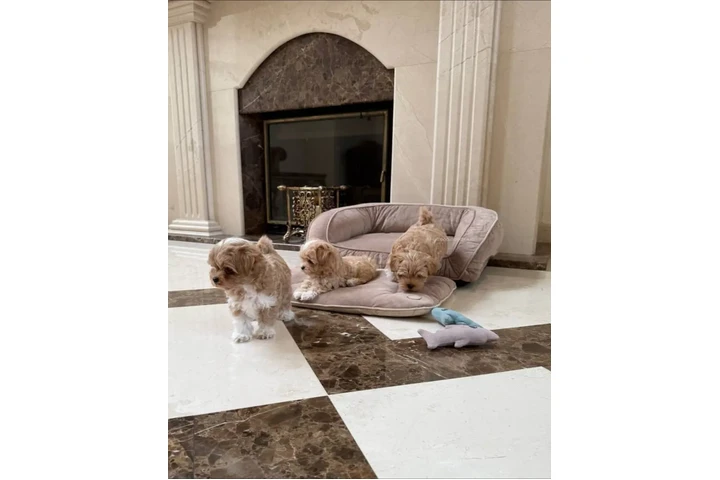 $350 : Maltipoo Cachorros a la venta image 3