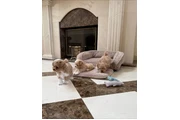 $350 : Maltipoo Cachorros a la venta thumbnail