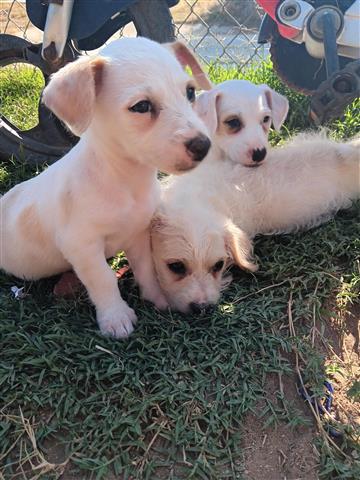 3 cachorros en adopcion image 1