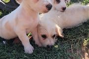3 cachorros en adopcion en Los Angeles